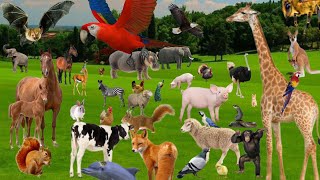 Cute little animals - Dog, cat, chicken, elephant, cow, tortoise - Animal sounds #pawssound