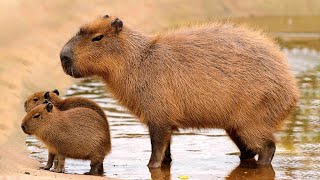 The capybara is the largest known rodent | Capybara noise by WorldFlora 232 views 1 year ago 14 minutes, 37 seconds