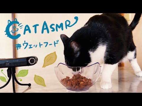 ?ASMR｜立ち食いウェットフードな猫【咀嚼音】#85