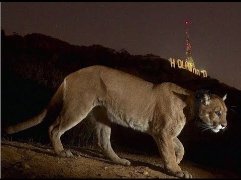 Bill Burr - 60 Minutes : Mountains Lions in Los Angeles