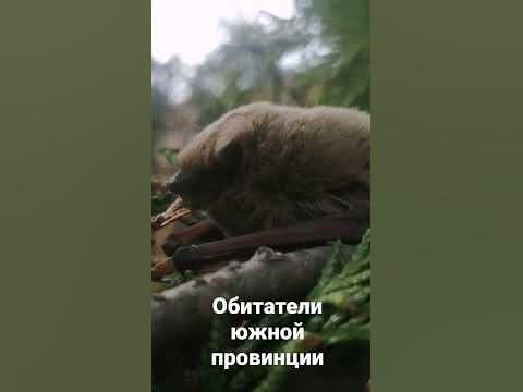 летучая мышь спит на дереве #тимашевск #летучаямышь - YouTube
