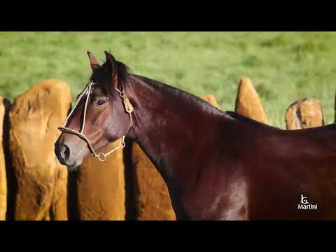 Lote 05 OROSUL GALOPEIRA