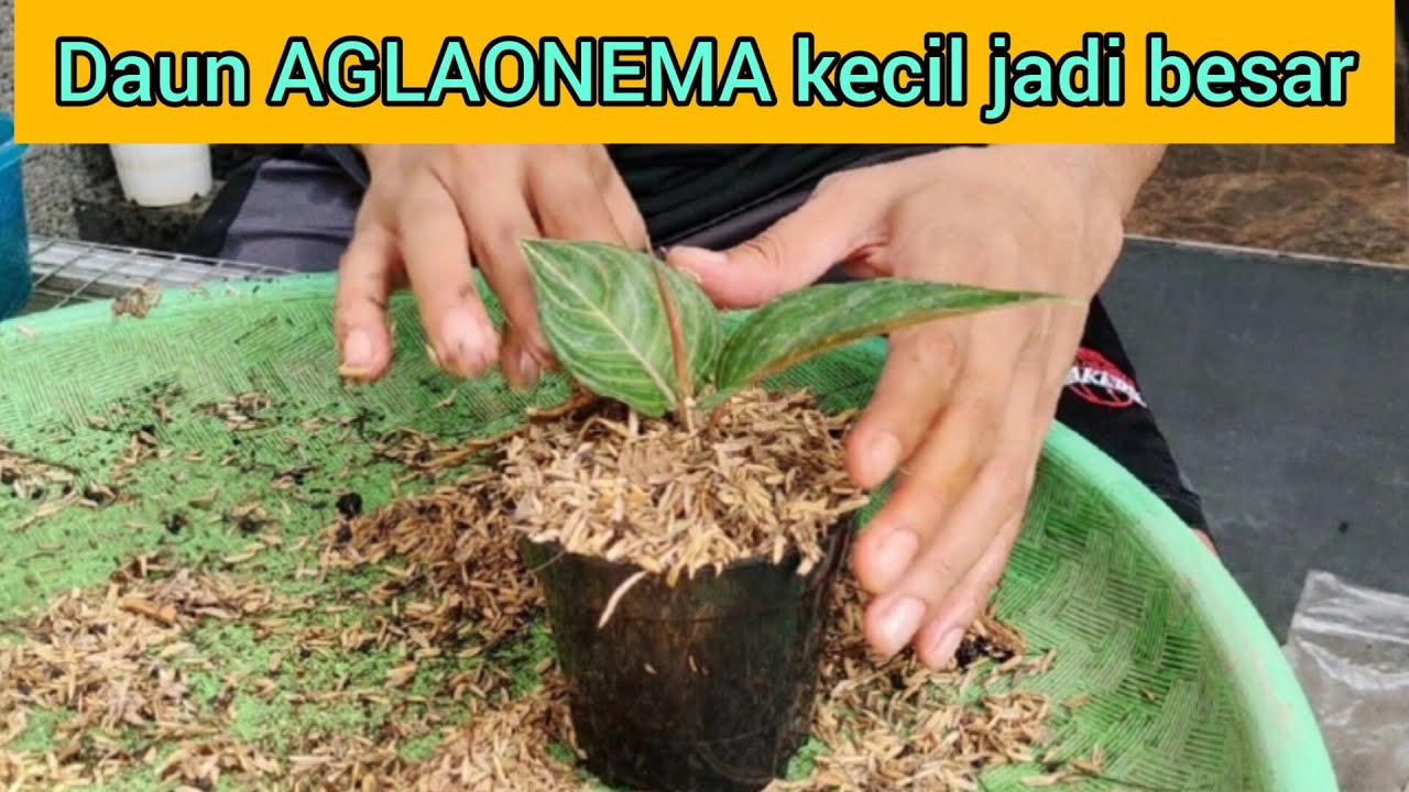 DAUN AGLAONEMA KECIL JADI BESAR#aglaonema #aglonema #semiaglao