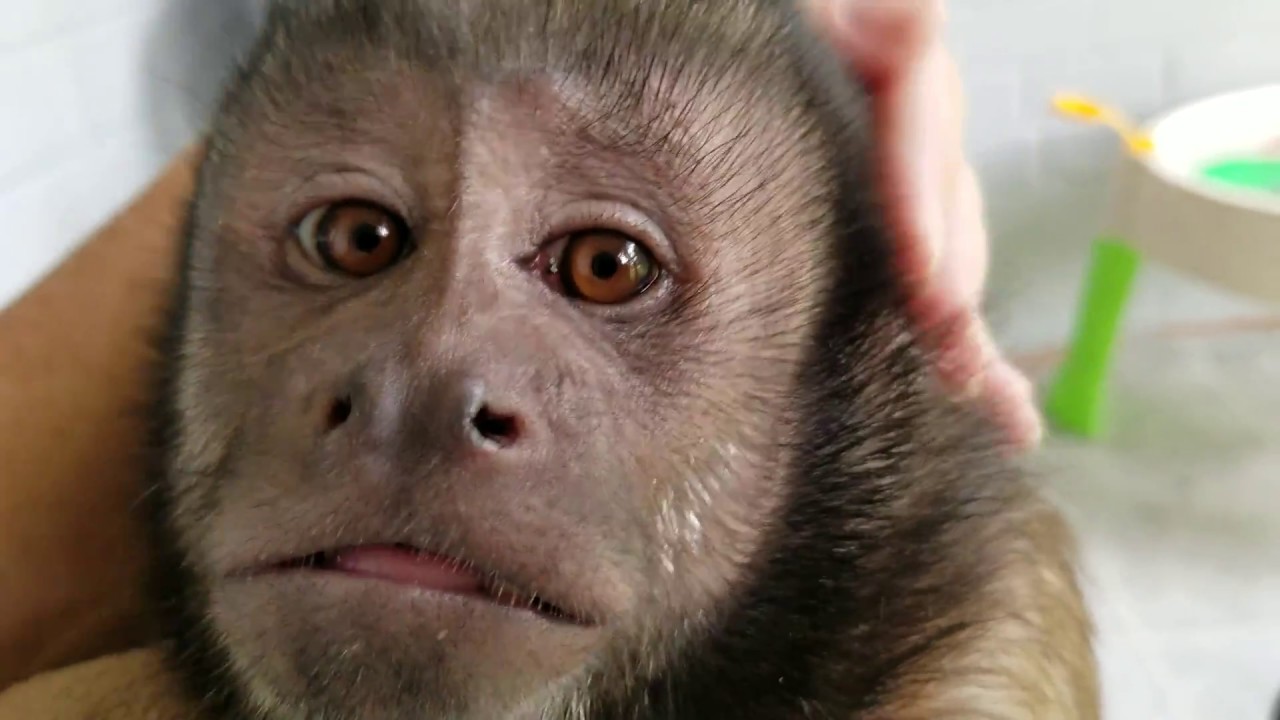 Monkey Closeup and Personal YouTube