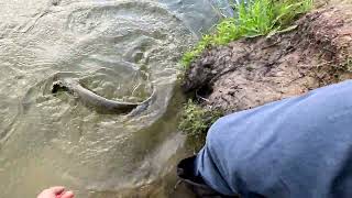 видео: Щука на джеркбейты картинка: Щука на джеркбейты