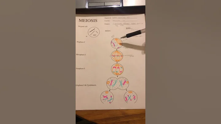 Stages of Meiosis