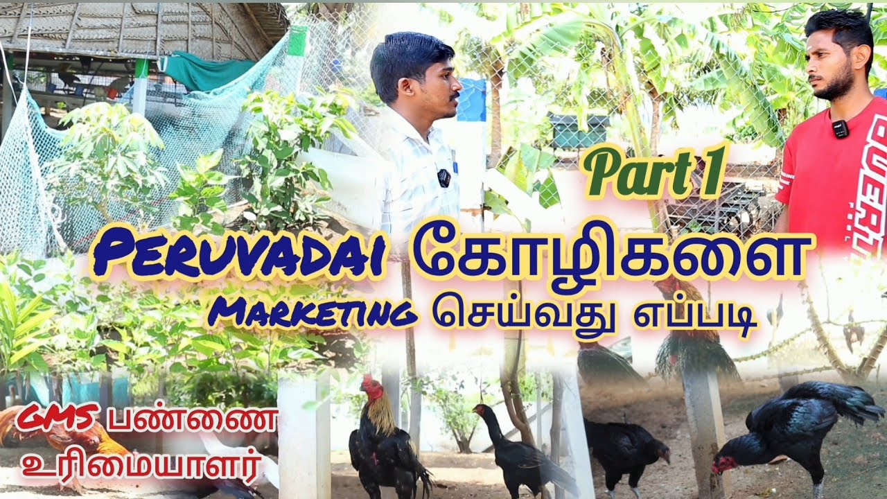 மும்பை வேலையை விட்டு விட்டு நான்கு வருடங்களாக பெருவிடைக்கோழி வளர்ப்பை சிறப்பாக நடத்தும் சேலம் இளைஞர்