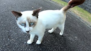 美しいシャム猫を見ていたら、シャム子猫も寄ってきた