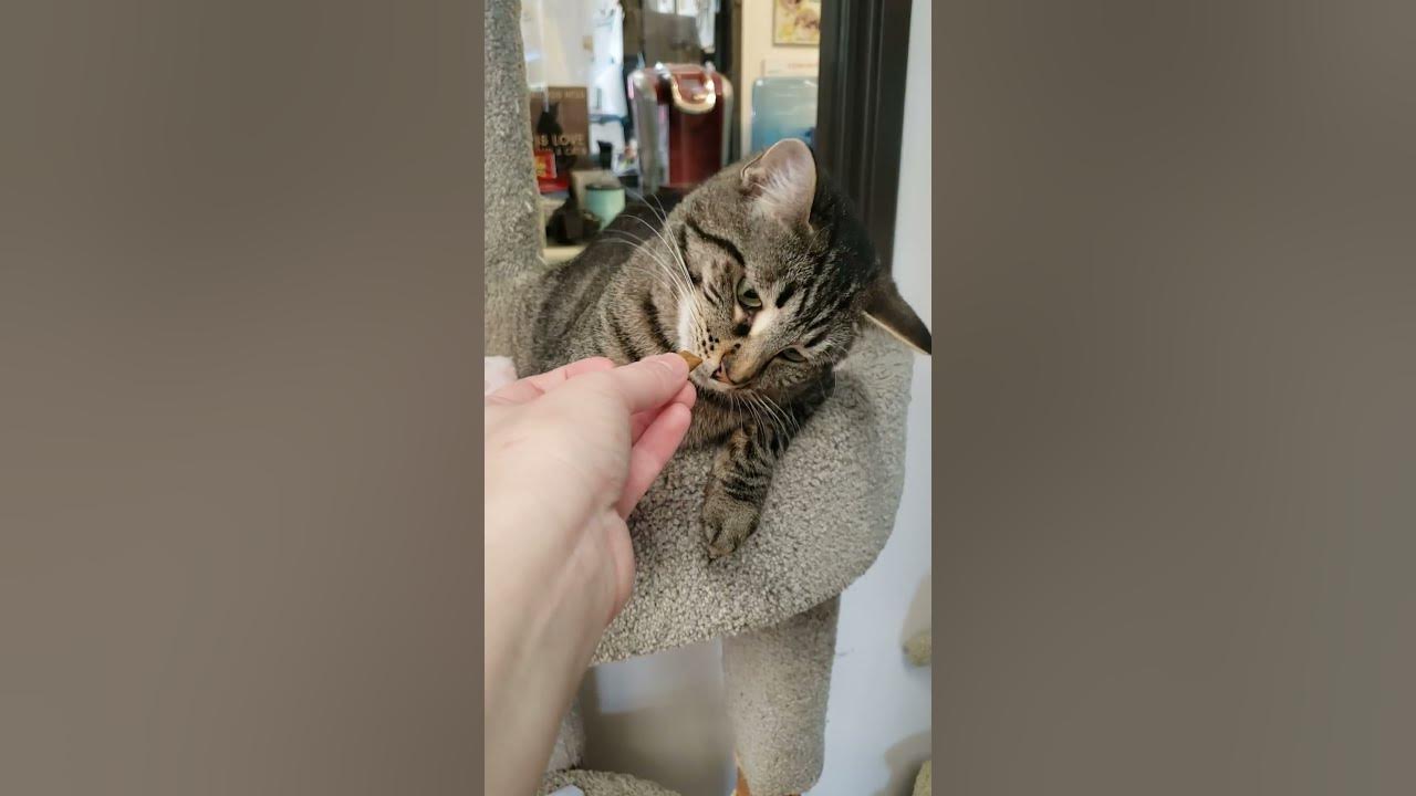 Shelter Cat Misty Sniff Sniff Sniff Rotate Sniff Sniff Sniff Rotate