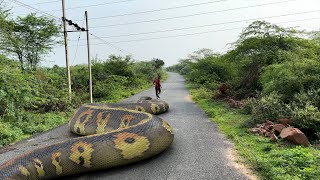 Anaconda Snake 7 In Real Life HD Video | TB Films