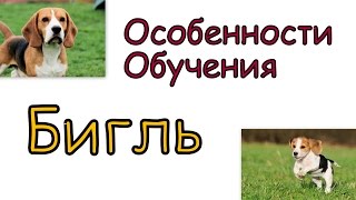 Бигль - обучения и особенности дрессировки как щенка так и взрослой собаки(Особенности дрессировки и обучения бигля Как правильно обучать щенка бигля Бесплатный курс по дрессировк..., 2016-03-18T11:16:39.000Z)