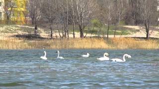 Лебеди, Чистое озеро