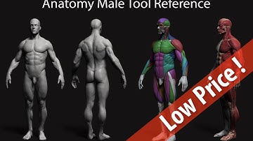 Anatomy Male Tool Reference