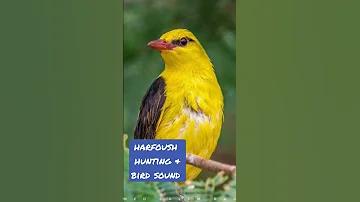 اقوة صوت صفري للصيد صيد طيور Birdsounds Hunting اصوات الطيور 