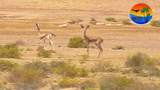 الغزال المصري في محمية جبل علبة ( ايلبا )