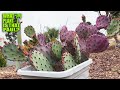 Opuntia macrocentra ou purple pricklypear  superbe fleurs rouges et jaunes  fruit rouge comestible