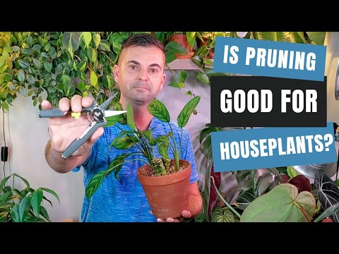 pruning houseplants and why it might be good for them | 5 plant benefits