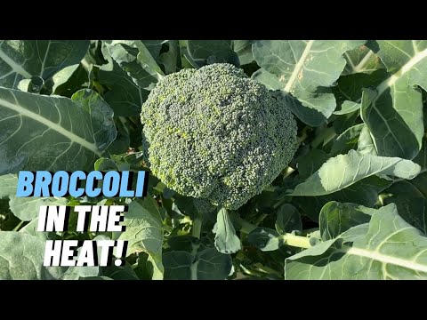 Video: Kako uzgajati W altham 29 Broccoli: Sadnja W altham 29 Broccoli Seeds