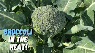 HOW TO GROW BROCCOLI  The Steps Every Gardener Needs to Know