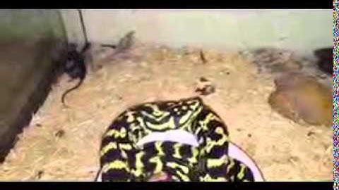 Jungle carpet python feeding
