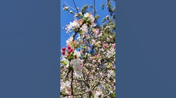 #spring #springtime #bloom #blossom #flowers