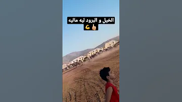 وعدة سيدي يحي 