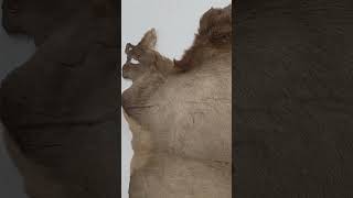 6 Tanned Elk Hide Wall Mount or Rug | Rustic Cabin Decor Statement Piece 🦌