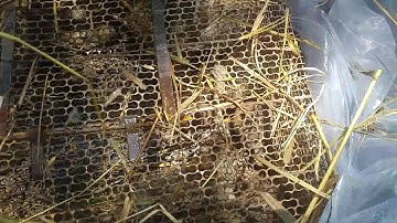 Long Bẫy Rắn Tiền Giang Săn Chuột Trong Mùa Gặt Lúa