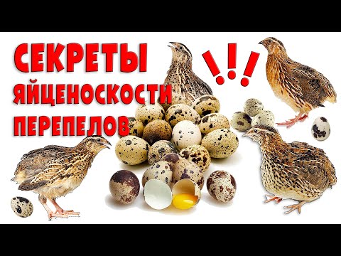 Секреты яйценоскости перепелов / Должен знать каждый птицевод!