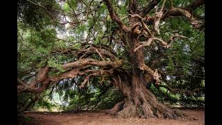 Ali̇han Sevda Mevsi̇mi̇ (Anoni̇m) Resimi