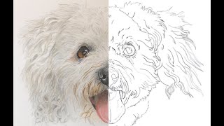 WHITE DOG in Watercolor