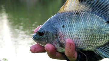 Điểm câu cá thiên nhiên Bình Chánh | wild fishing