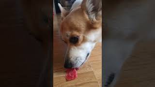 corgi eats watermelon