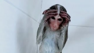 The Monkeys Exactly Well Trained