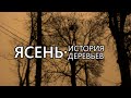 Ясень. История деревьев - Выпуск 1