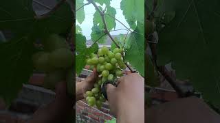 pemangkasan anggur 🍇🍇🍇 yang di makan burung 🐦🐦 #grape #grapegarden #indonesia #garden
