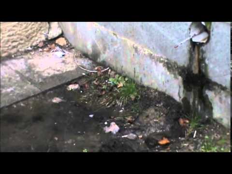 ექვთიმე თაყაიშვილის ძეგლთან კანალიზაციამ ამოხეთქა