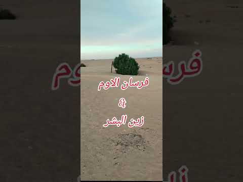 ذكر غريب عمار بن براهيم محمد بن أحمد