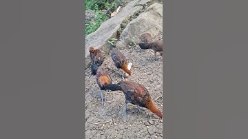 Hlau youtube pub qaib qus lom zem tiag tiag.cho gà rừng ăn vui vẻ quá ae ơi