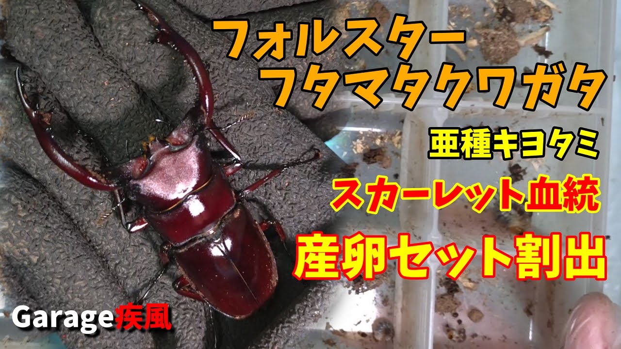 フォルスターフタマタクワガタ　亜種キヨタミ　スカーレット血統　産卵セット割出　
