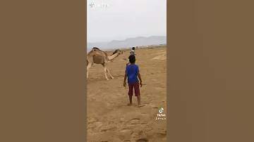 بعير يطارد الاطفال Shorts 