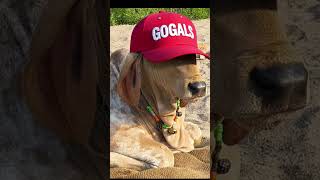 Swag Level miss vrunda ❤😲😎 #subscribe #cow #shortvideo #stlye #cowlife #cowlover #cowvideos #cutecow