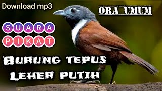 suara PIKAT burung TEPUS LEHER PUTIH ora umum anti gagal