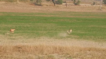 Greyhounds Hunting A Rabbit in punjab Pakistan | pakistan race