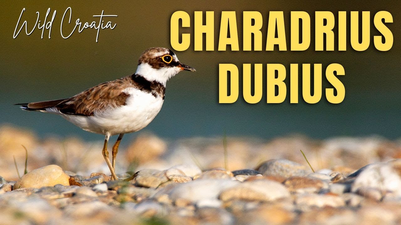 The little ringed plover (Charadrius dubius) - YouTube