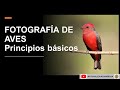 FOTOGRAFÍA DE AVES ¡DECÍDETE A EMPEZAR! - Principios básicos.