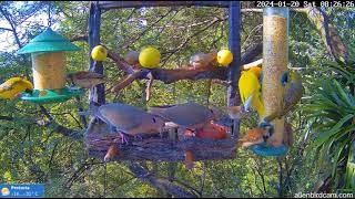 2024 01 20 red faced mousebirds for breakfast