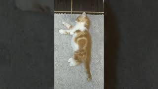 Котенок переиграл и похоже переел :))) Котенок переиграл и похоже переел :)))