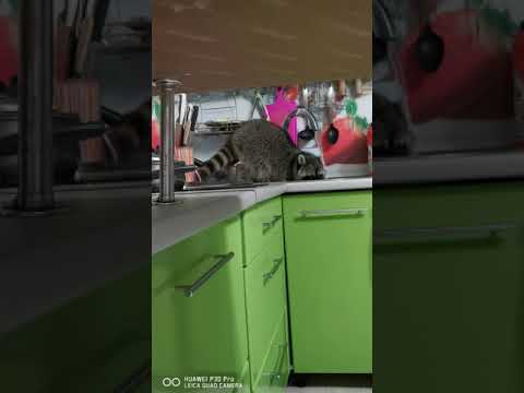 Енот в воде