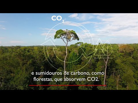 Vídeo: Qual região é conhecida como sumidouro de carbono do globo?